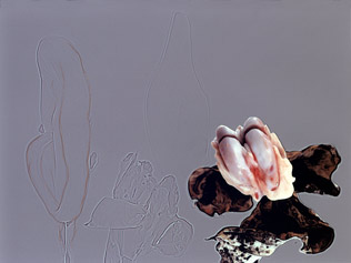 Blumenbild