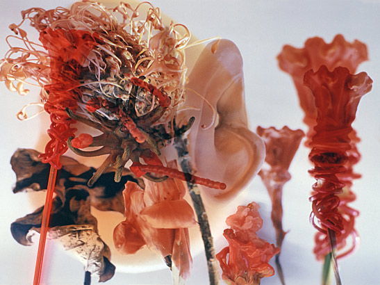 Blumenbild