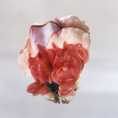 Knochenblume